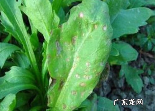 茼蒿炭疽病的发病原因及治疗方法