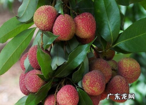 荔枝树北方可以种吗