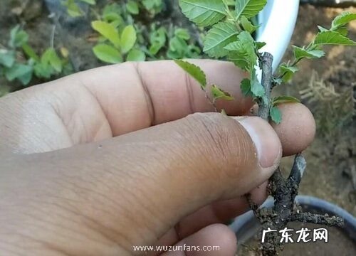 榆树扦插时间和方法