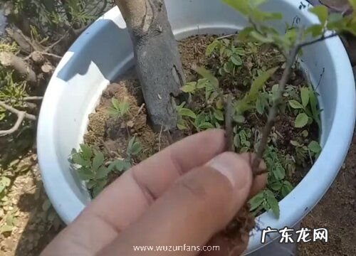 榆树扦插时间和方法