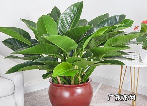 绿钻多久浇一次水