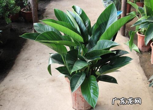 绿钻多久浇一次水