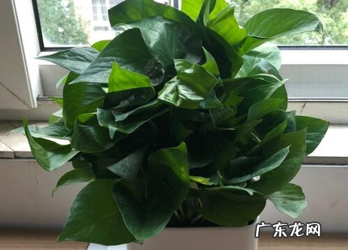 室内绿萝多久浇一次水