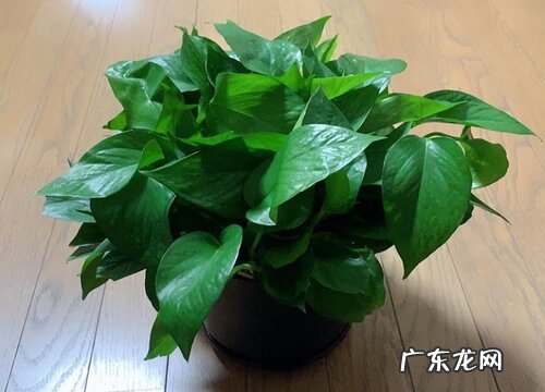 室内绿萝多久浇一次水