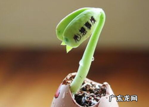 魔豆是什么植物