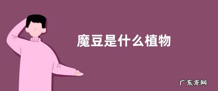 魔豆是什么植物