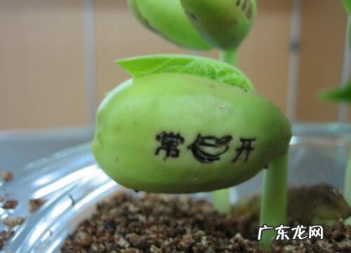 魔豆是什么植物