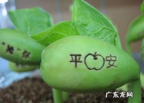 魔豆是什么植物