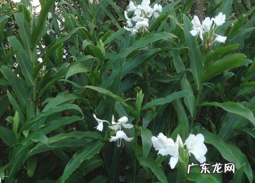 羌是什么植物