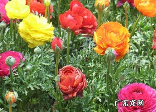 花毛茛种球春天可以种吗