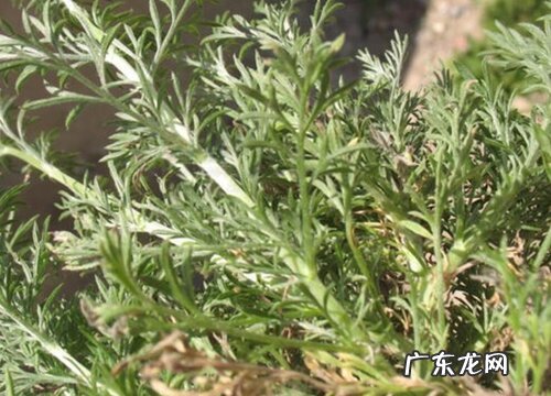 茵陈是什么植物