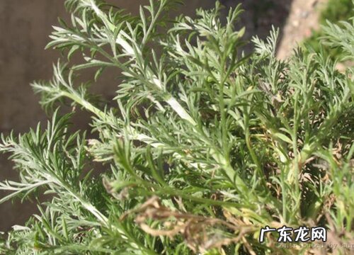 茵陈是什么植物
