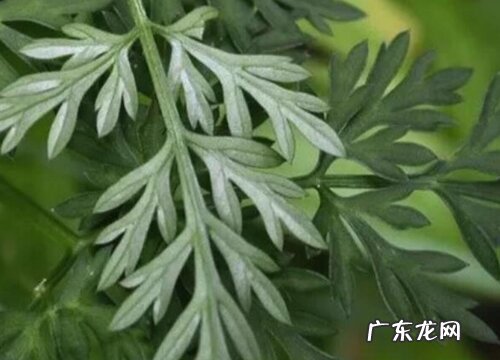 茵陈是什么植物