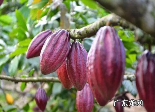 可可是什么植物