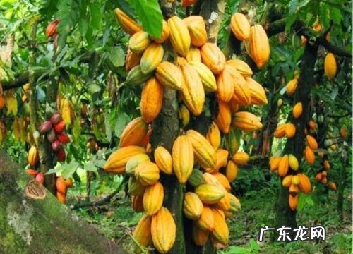 可可是什么植物