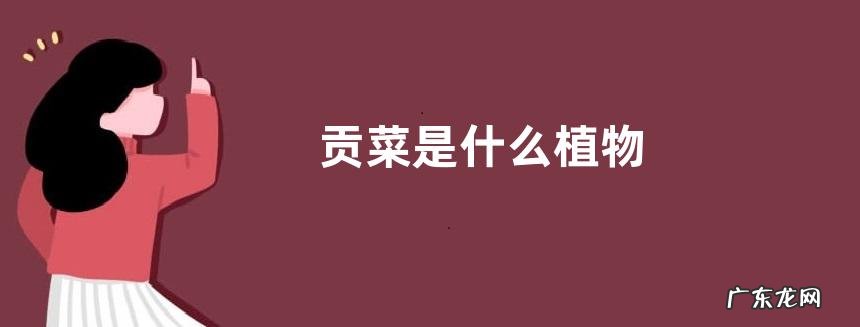 贡菜是什么植物