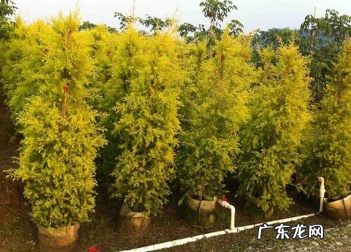 黄金植物长什么样子