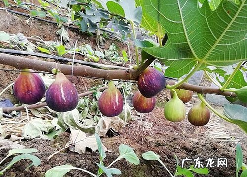 无花果有种子吗