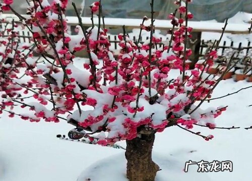 红梅可以种在院子里吗