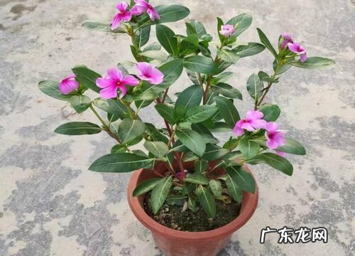 四季梅插枝能活吗