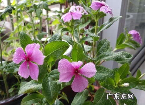 四季梅插枝能活吗