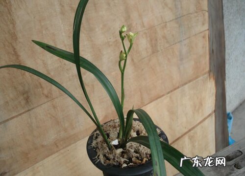 四季梅插枝能活吗