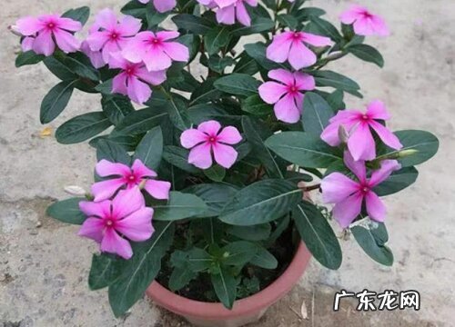 四季梅插枝能活吗