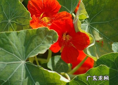 汉中的市花是什么花