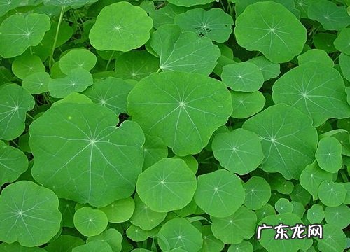汉中的市花是什么花