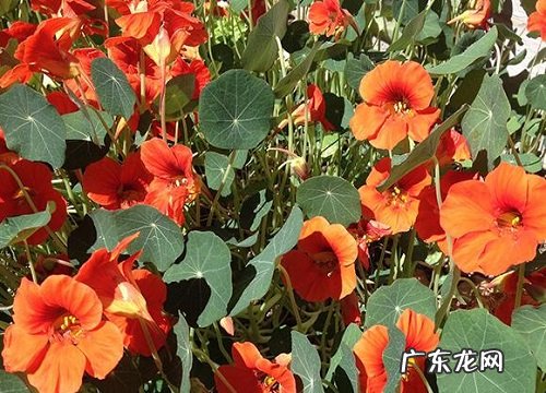 汉中的市花是什么花