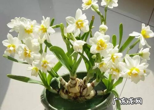 水仙花长什么样子