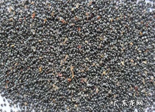 太阳花有种子吗