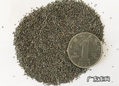 太阳花有种子吗