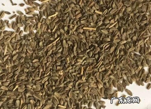 胡萝卜有种子吗 种子怎么种植