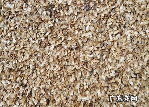 胡萝卜有种子吗 种子怎么种植