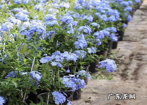 蓝雪花有种子吗