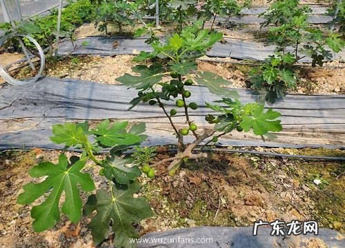 无花果冬天能移栽吗 冬季移栽能活吗