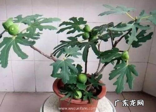 无花果冬天能移栽吗 冬季移栽能活吗