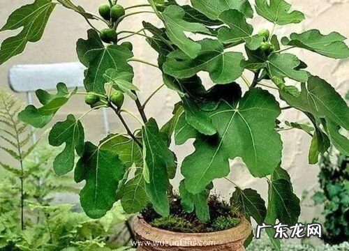 无花果冬天能移栽吗 冬季移栽能活吗