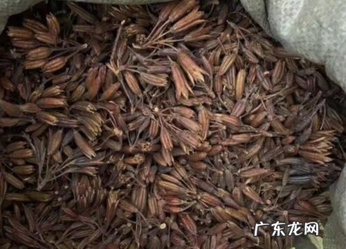 杜鹃花有种子吗