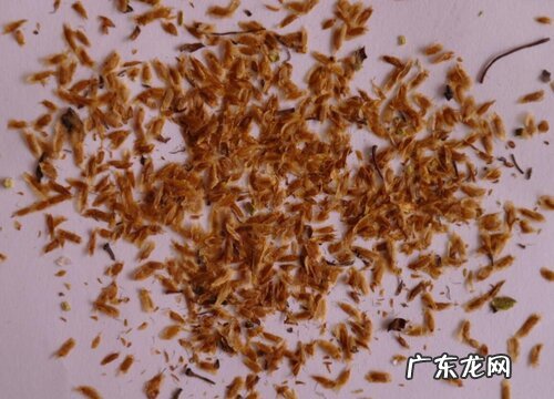 杜鹃花有种子吗