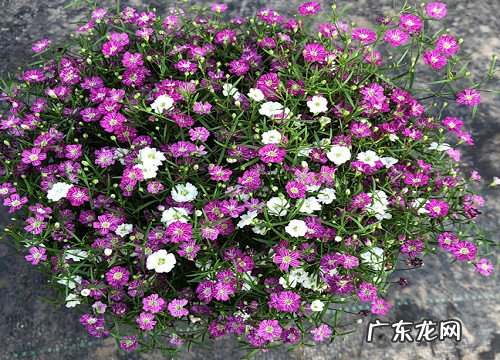 满天星春天可以种吗