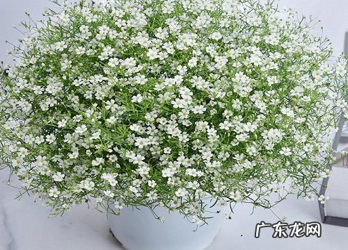 满天星春天可以种吗