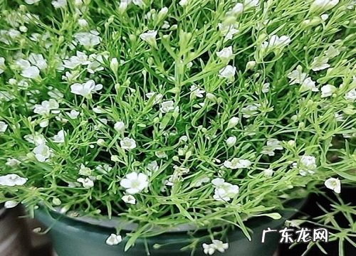 满天星春天可以种吗