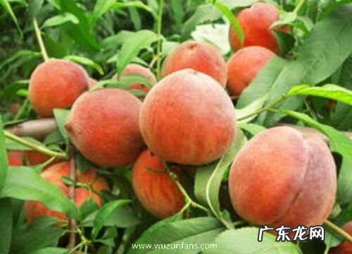 水蜜桃吃多了会上火吗