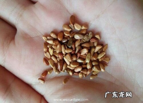 玫瑰花有种子吗