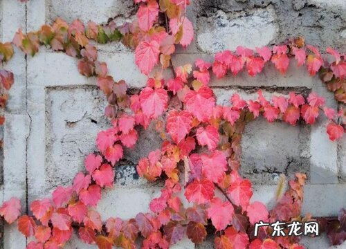 爬山虎有种子吗