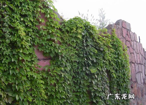 爬山虎有种子吗