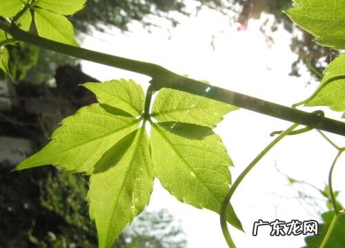 爬山虎有种子吗