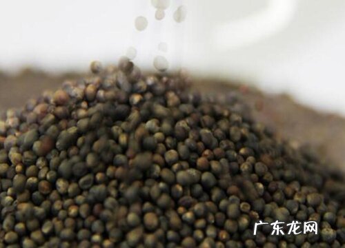 西兰花有种子吗